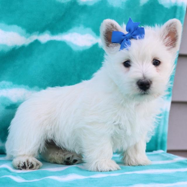Rose - West Highland White Terrier