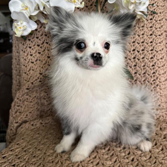 Cassie - Pomeranian