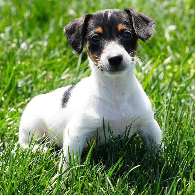 Andy - Jack Russell Terrier
