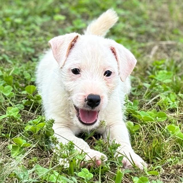 Echo - Jack Russell Terrier