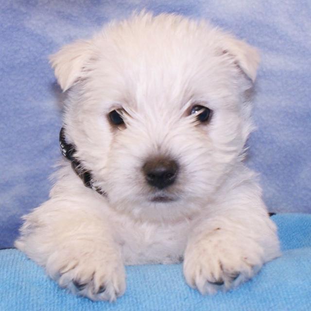 Sassy - West Highland White Terrier
