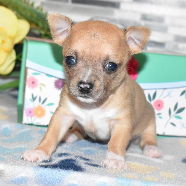 Amber - Chihuahua