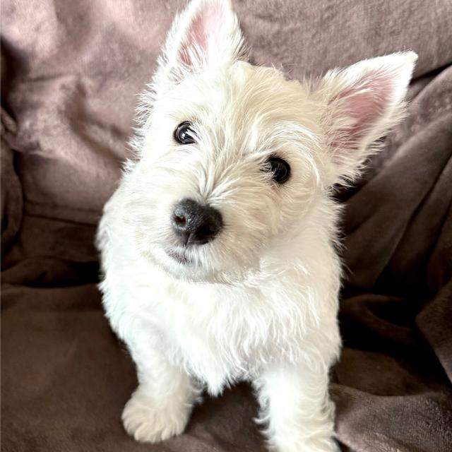 Rudy - West Highland White Terrier